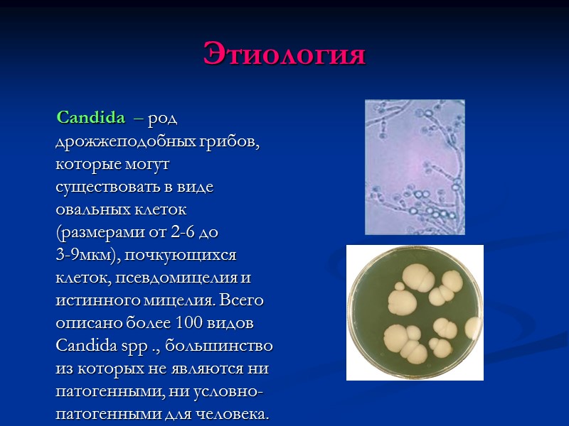 Этиология     Candida  – род дрожжеподобных грибов, которые могут существовать